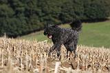 BOUVIER DES FLANDRES 257